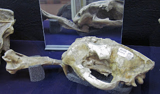 Başka bir örneğin bacak kemiğini delen köpeklerle N. brachyops kafatası