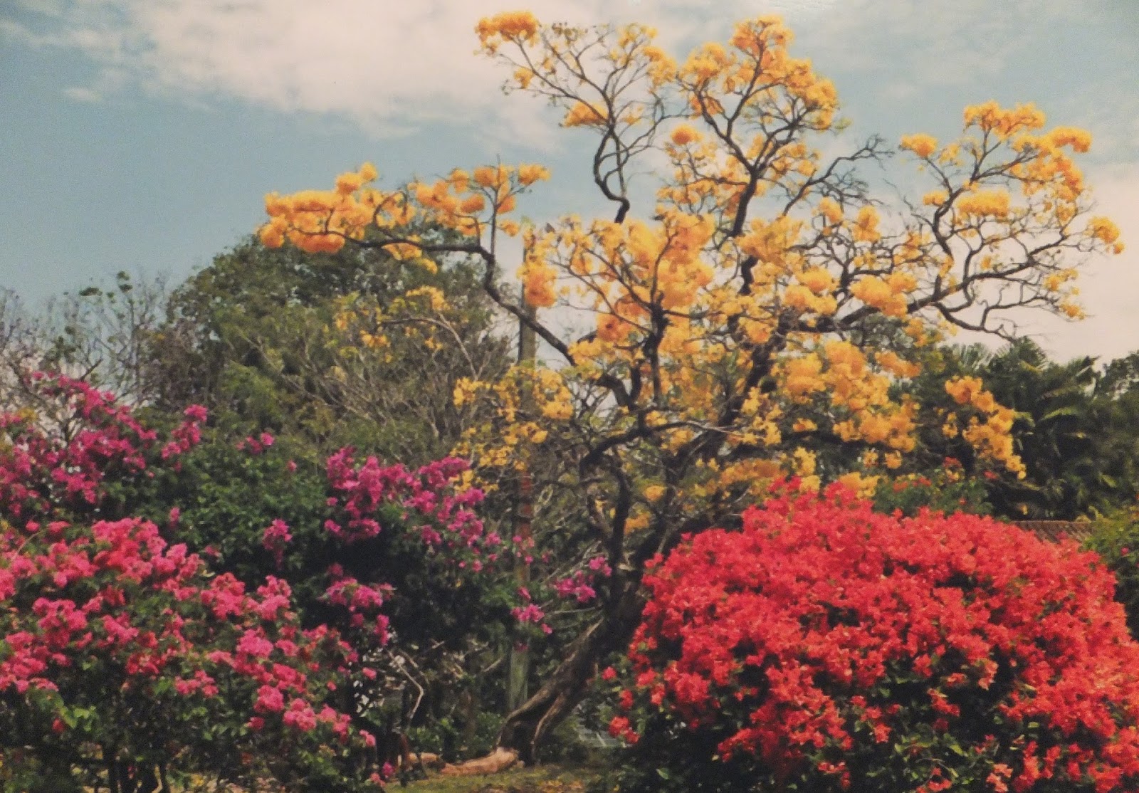 Цветок шри. Канди - Королевский Ботанический сад Перадения. Королевский Ботанический сад на Шри Ланке. Шри Ланка Ботанический сад Канди. Королевский Ботанический сад в Перадении Шри-Ланка.