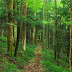Looking at trees can reduce your stress levels, even in the middle of a city