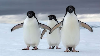 ¿Alguien ha visto las rodillas de los pingüinos?