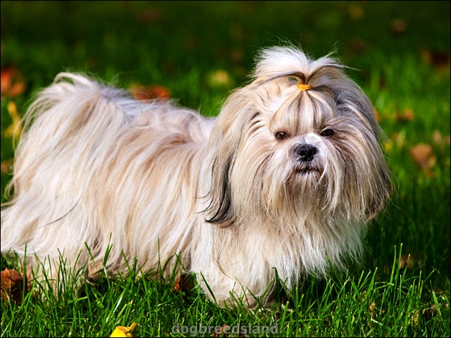 10 Sweetest Dog Breeds to Have at Home - Dogs Breeds Guide