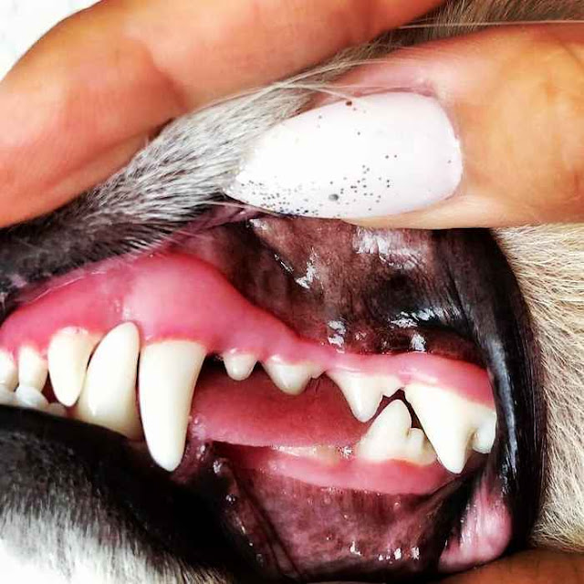 Dog Dental Care How Often Should You Brush Your Dog's Teeth?