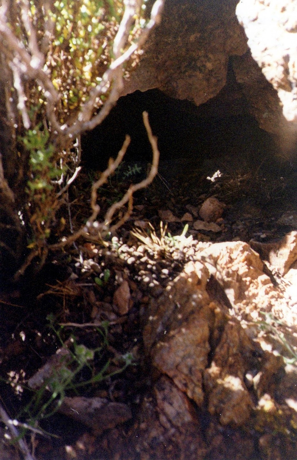 Chinchilla Brevicaudata en Argentina HISTORIA DE LA CHINCHILLA
