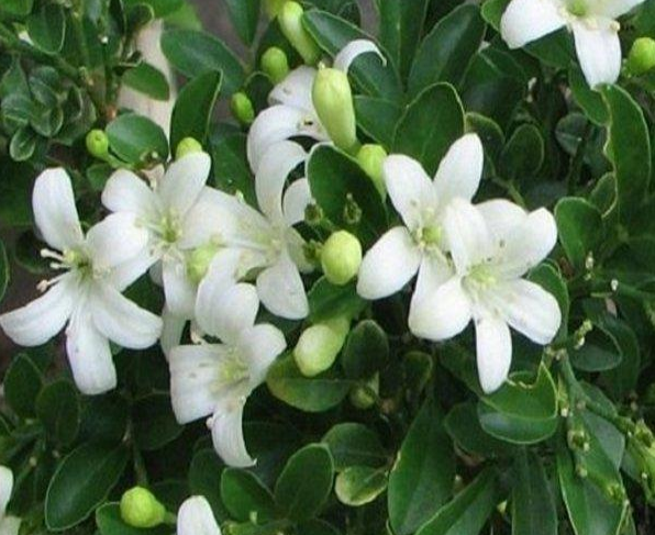 Inilah 8 Bunga yang Dipercaya Dapat Mengundang Makhluk