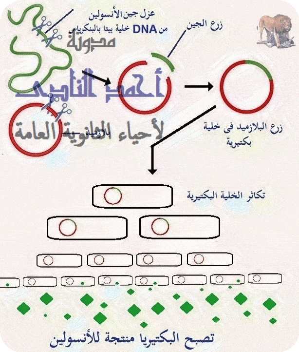 أحياء الثانوية  العامة - تقنيات التكنولوجيا الجزيئية ( الهندسة الوراثية ) - تقنية DNA معاد الإتحاد -  الأنسولين