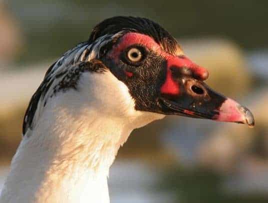 تربية البط المسكوفي مهندس زراعي عمرو اسامه