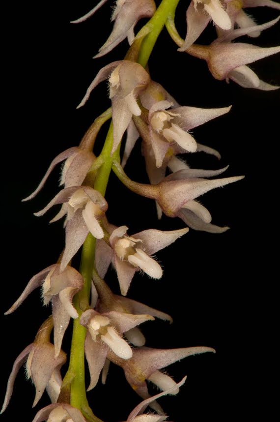 Bulbophyllum parviflorum