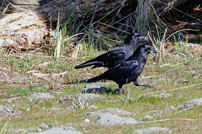 Northwestern Crow