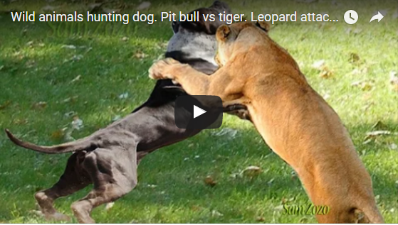 welcome to chanla 2016