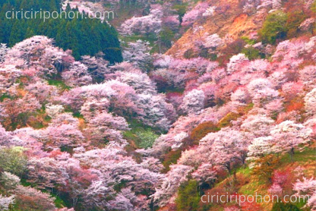 Ciri Ciri Pohon Wisata Bunga Sakura