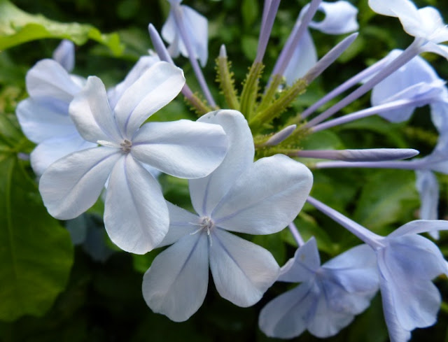 Greenfingers: Bunga Cantik