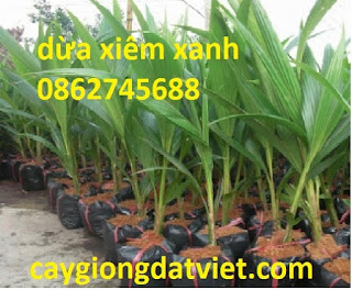 Cung cấp giống cây dừa xiêm lùn, cây chuẩn F1