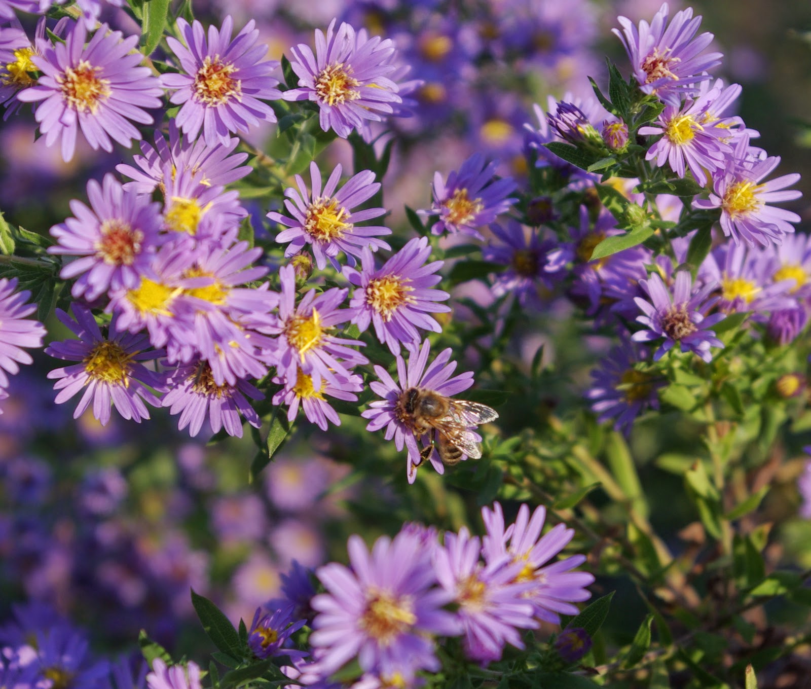 sweetbay: November 2014