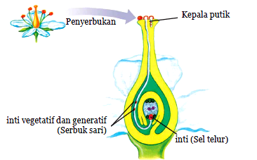 Macam Macam Penyerbukan Beserta Contoh Lengkap