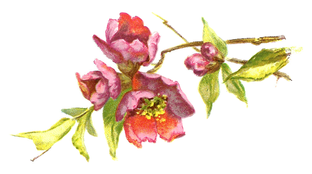 Antique Images: Free Vintage Flower Clip Art: Burgundy Flowers with