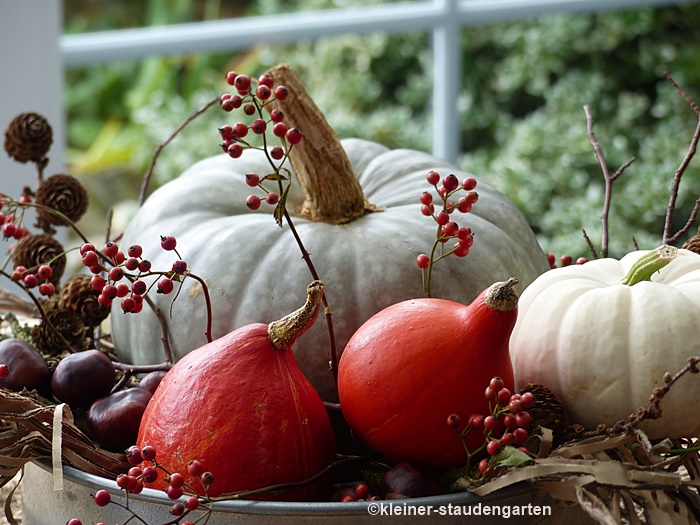 kleiner-staudengarten: Freitagsblümchen, Kürbisdeko & erste Verkostung