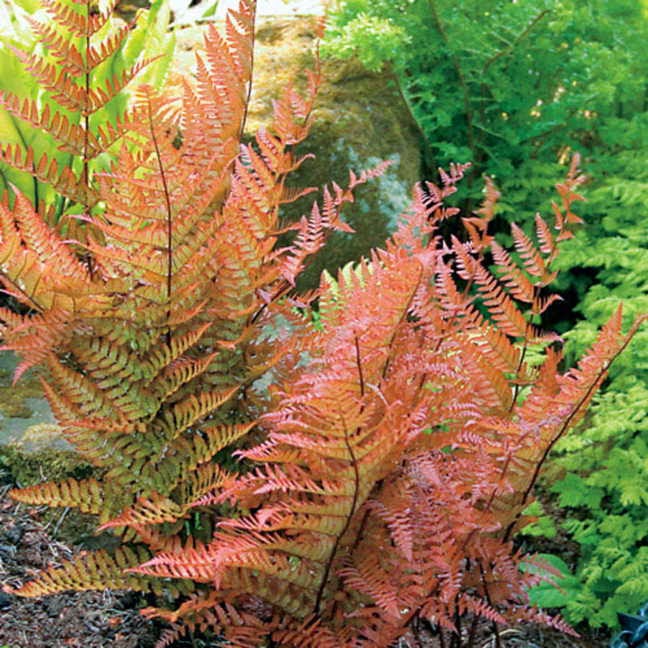 Autumn Fern one of the Best