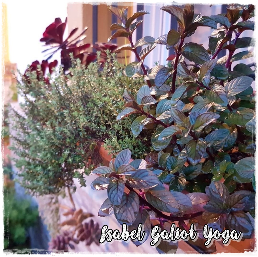 El Cuaderno de Campo: Mi jardín adaptado al bajo consumo de agua