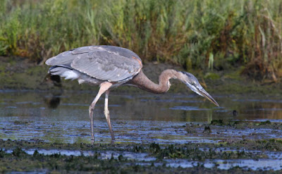 Photo of a Great Blue Heron hunting on a mudflat