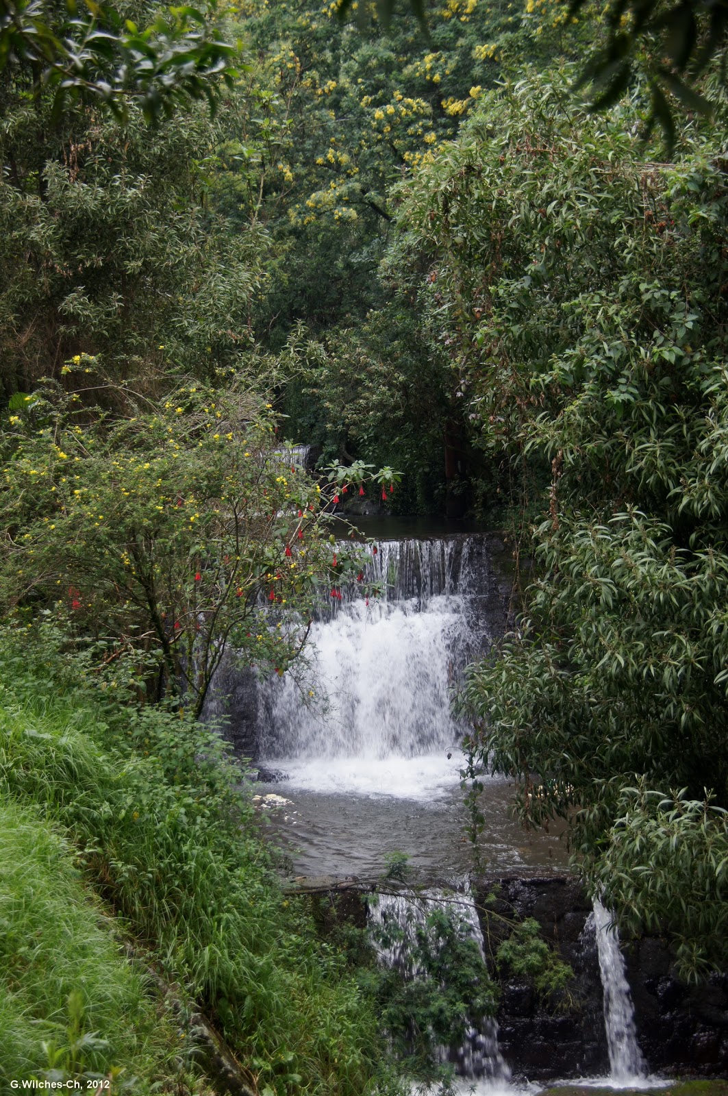 LA ESPECIE URBANA EL RÍO SAN FRANCISCO VICACHÁ