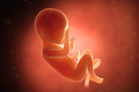 Los bebés en el útero pueden ver más de lo que pensábamos. Los bebés en el útero pueden ver más de lo que pensábamos.
