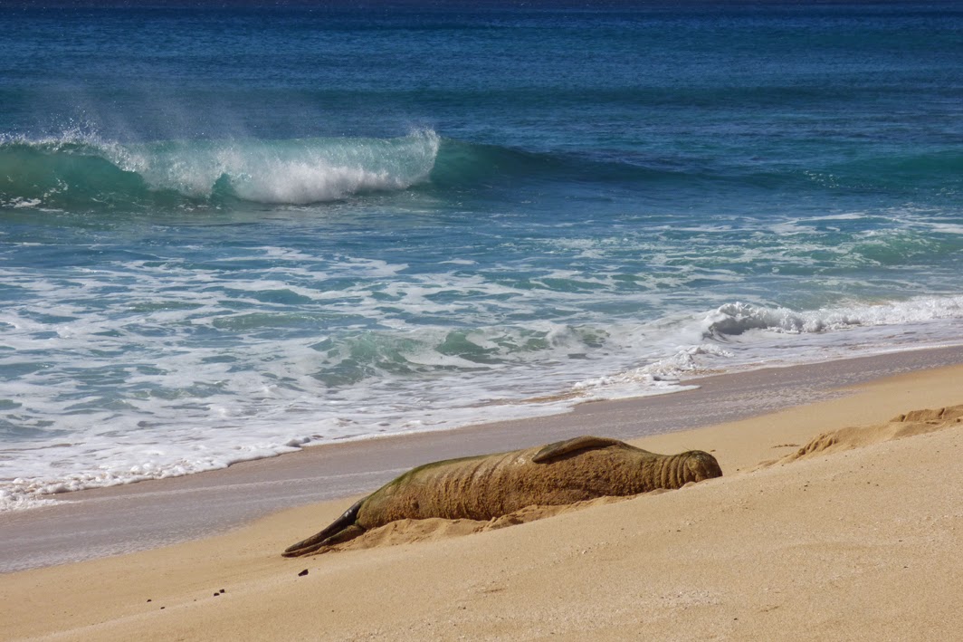 11/25/2014 DB's Dailies Kolohe,RK36,Duke