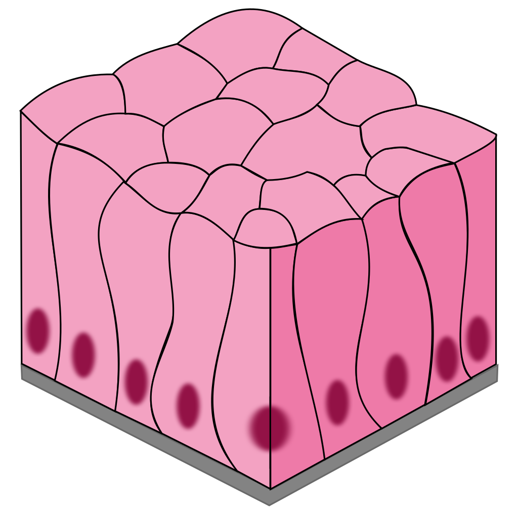 Epithelial tissues