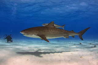 Resultado de imagen de tiburon nodriza caribeÃ±o