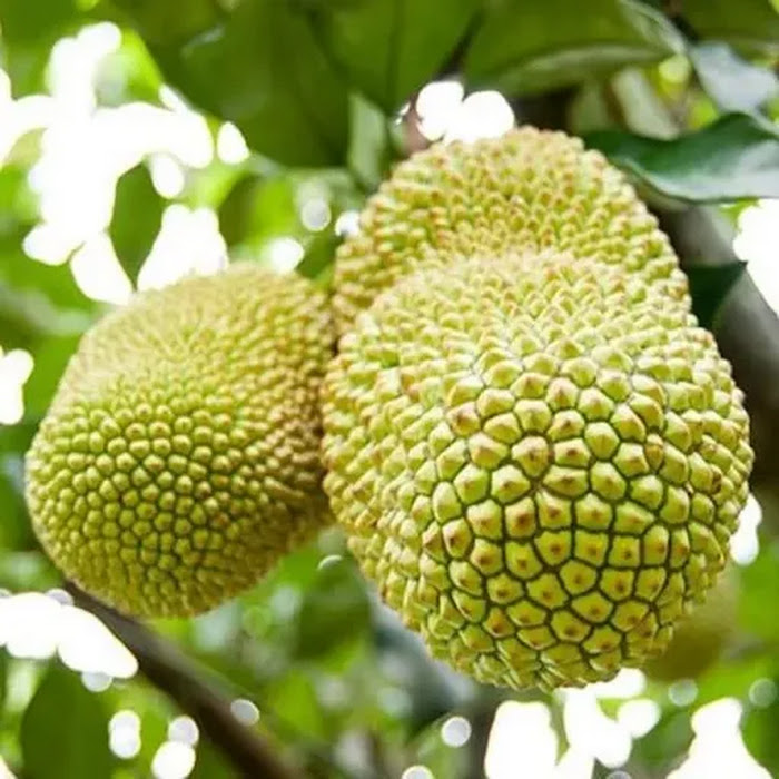 Pohon Cempedak Durian