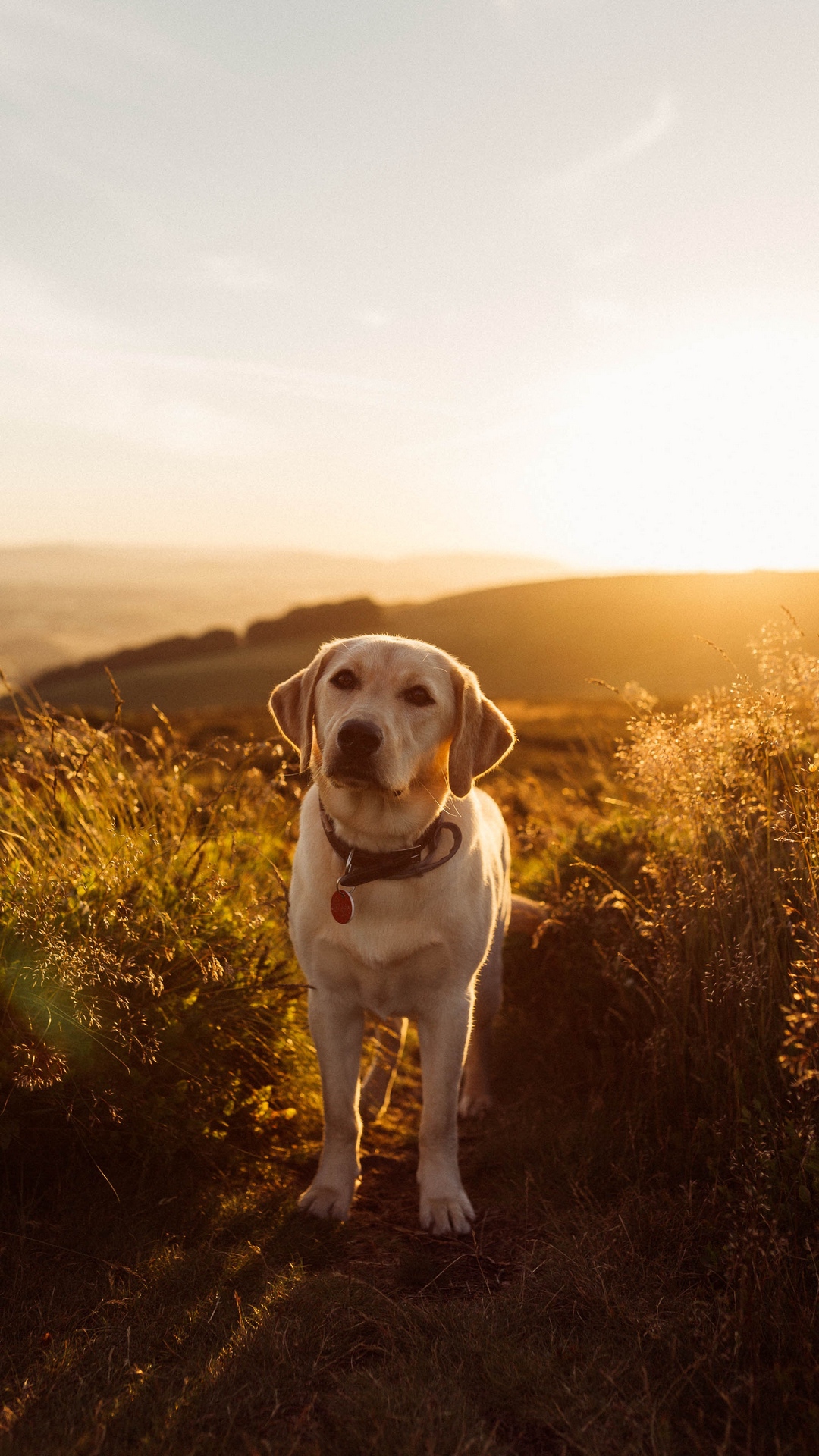 Sunset, Labrador, Dog, Grass