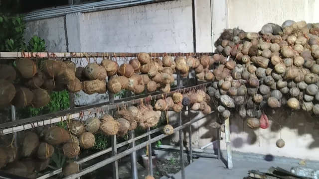 Coconut Attached With Moli, Pakuria Salsar Dham