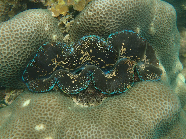Tridacna crocea Tridacna crocea