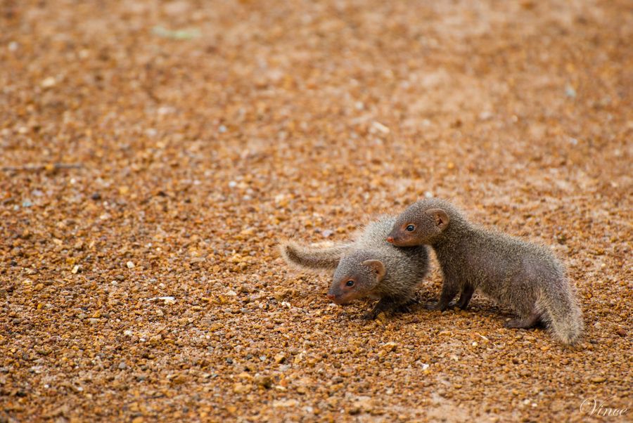 31. Baby Mongoose by Vincent Paul