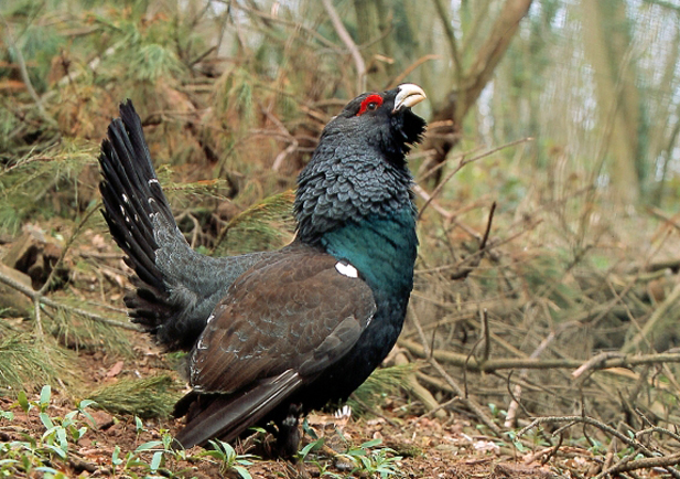 urogallo