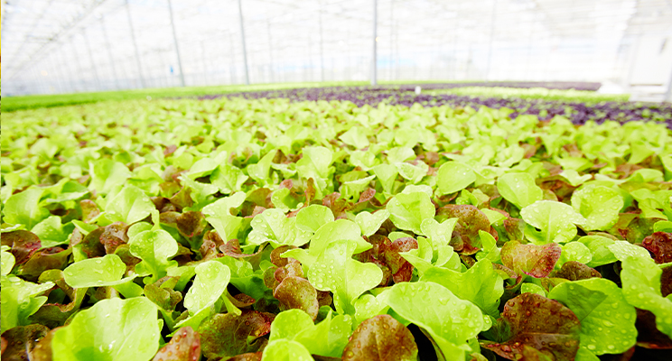Lettuce health benefits