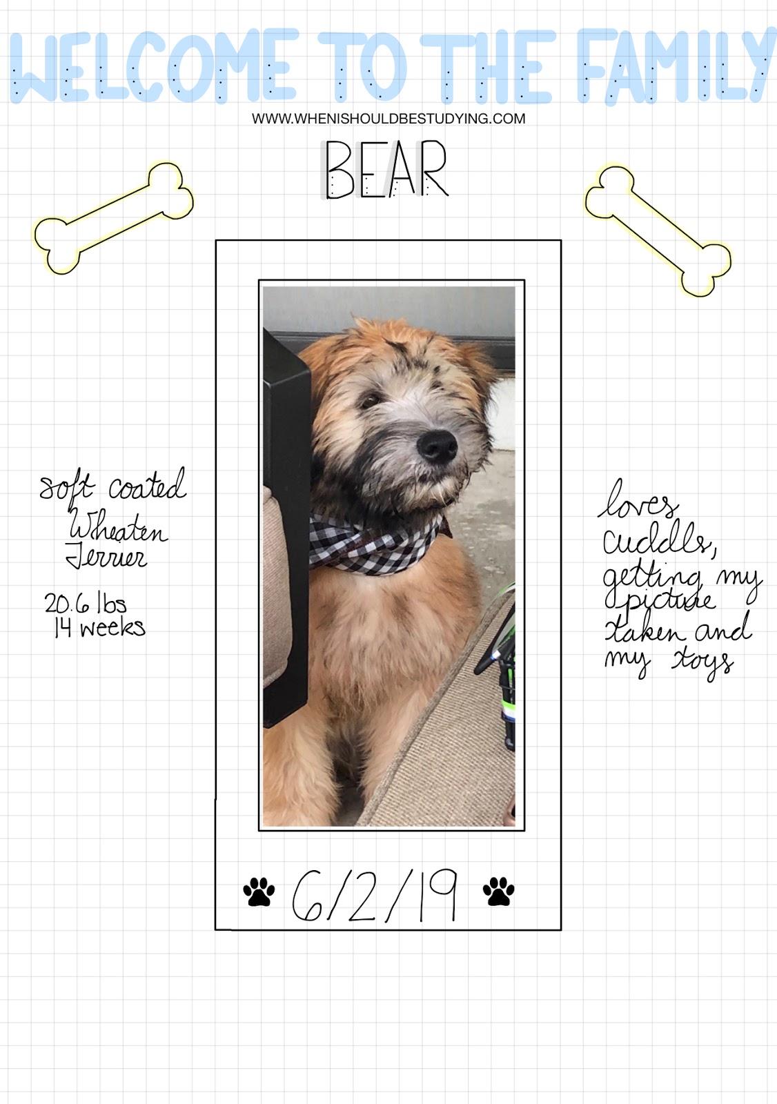 Puppy and Pet Bullet Journal Planner Spread Ideas