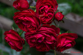 Roses represent the awakening Kundalini in the energy continuum