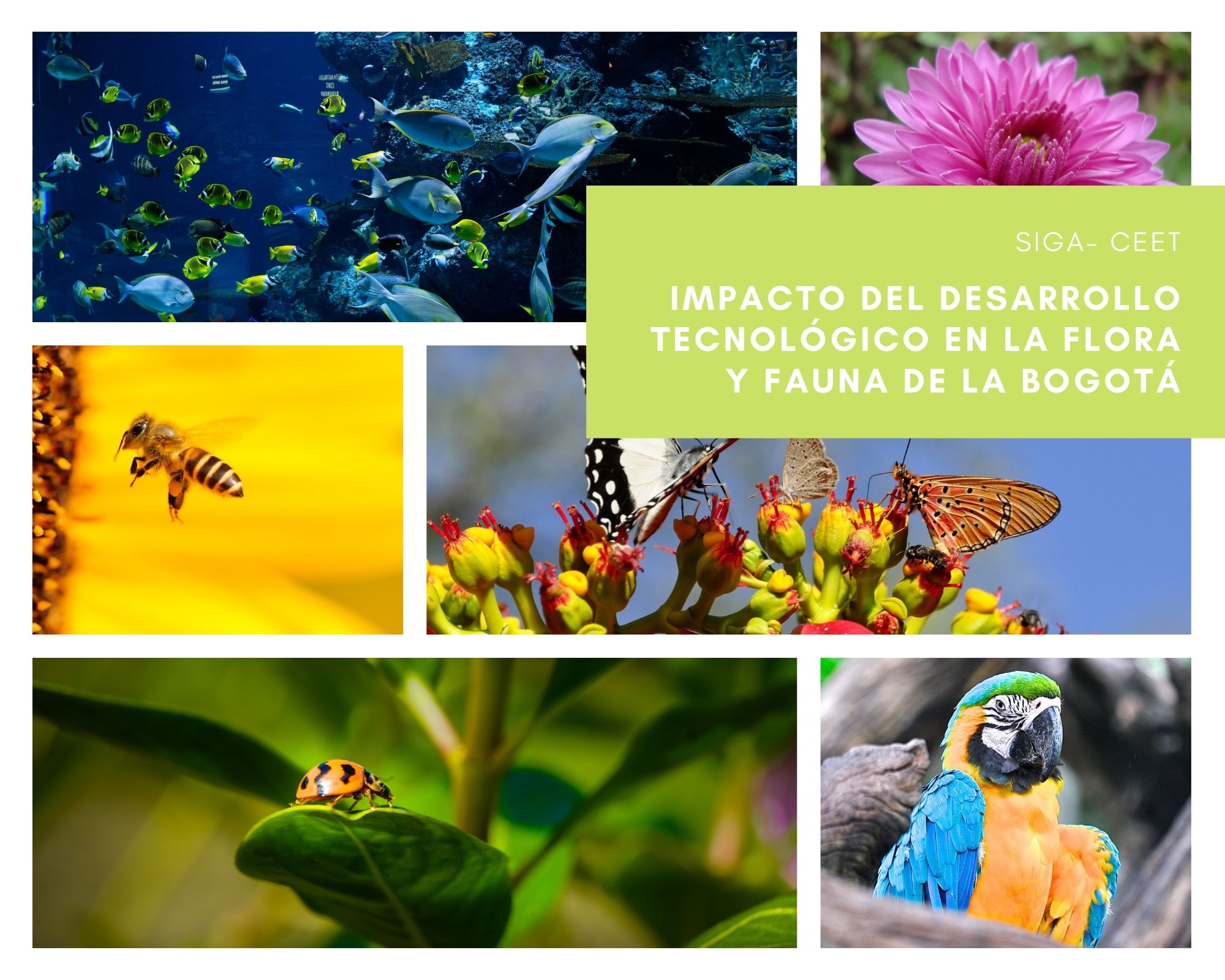 CEET: Impacto del desarrollo tecnológico en la flora y fauna de la ciudad