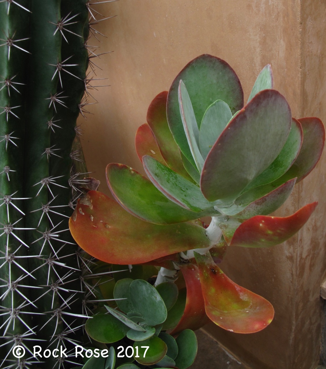 ROCK ROSE THE FLAPJACK PLANT