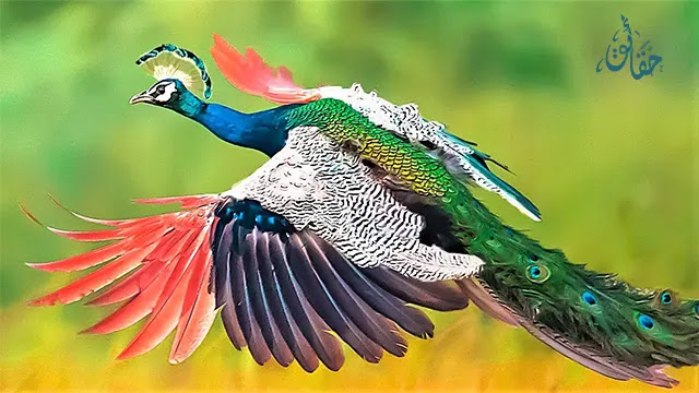 أجمل 10 طيور طاووس في العالم لم تراها في حياتك من قبل !!