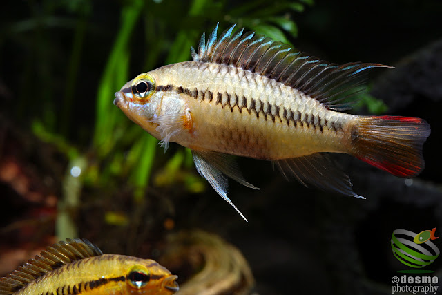 Apistogramma sp. D28 / sp. rotflecken