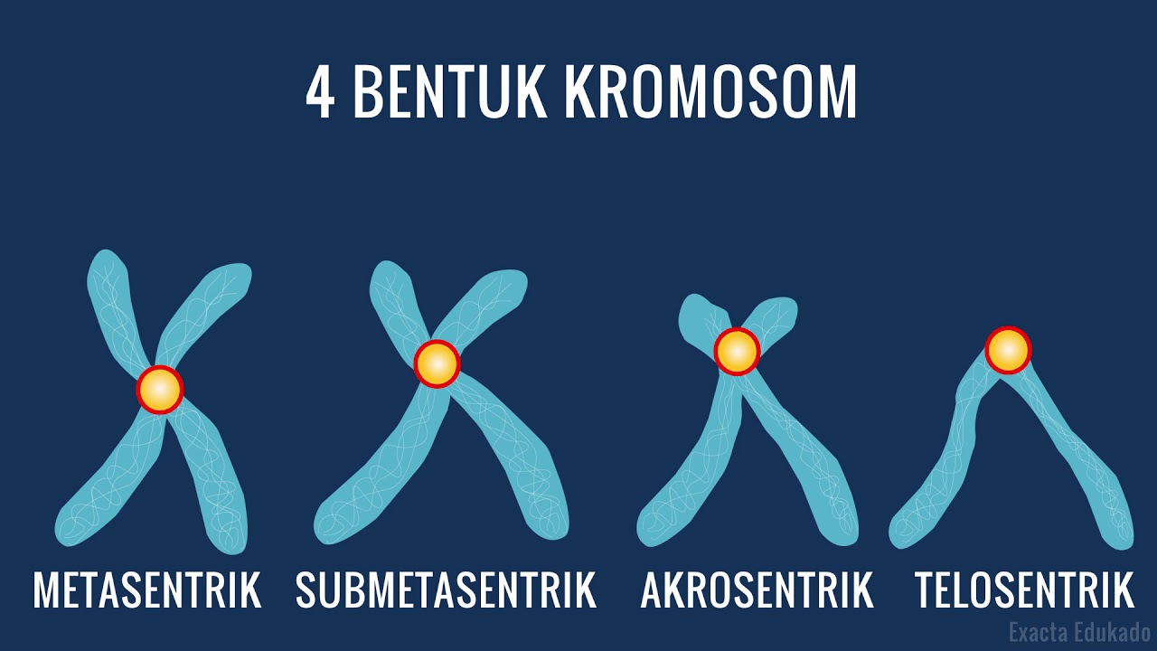 Bentuk Bentuk Kromosom Youtube - Riset