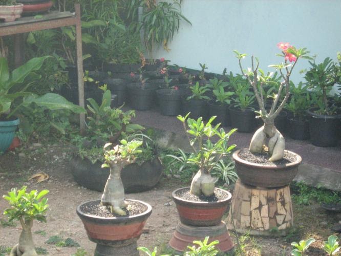 Tips dan Cara  menanam tanaman  hias  bunga di dalam  pot 