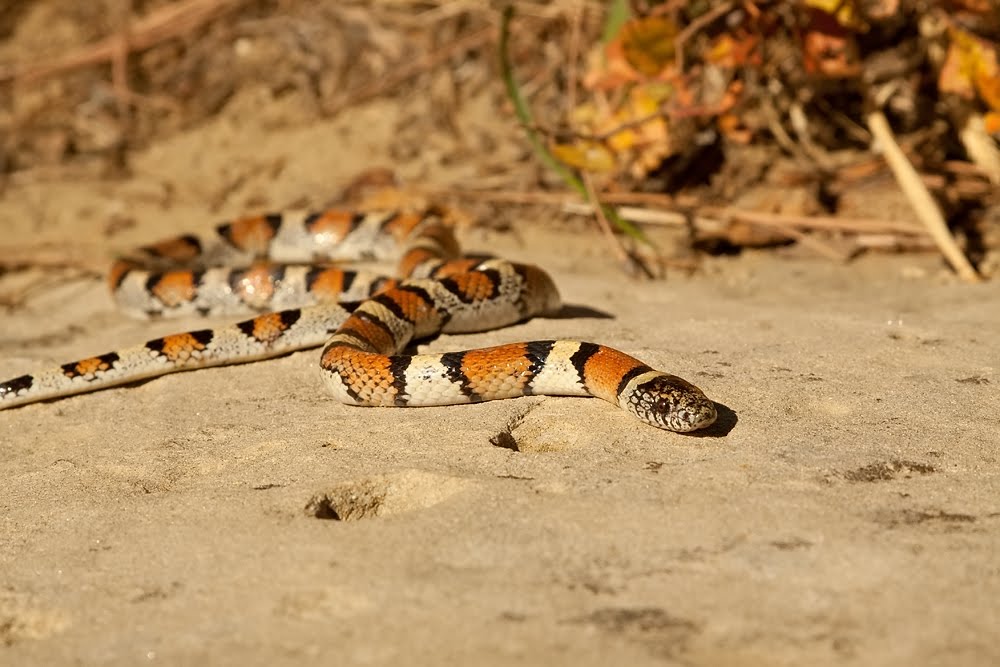 Prairie Ice Montana Milk Snake