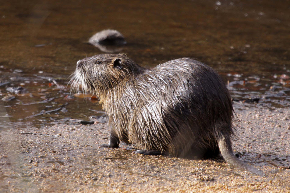 Nutria The Biggest Animals Kingdom