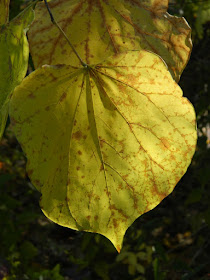 Cercis canadensis Eastern redbud autumn foliage Toronto Botanical Garden by garden muses-not another Toronto gardening blog