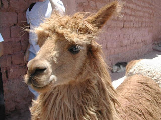 Alpaca cuzco peru