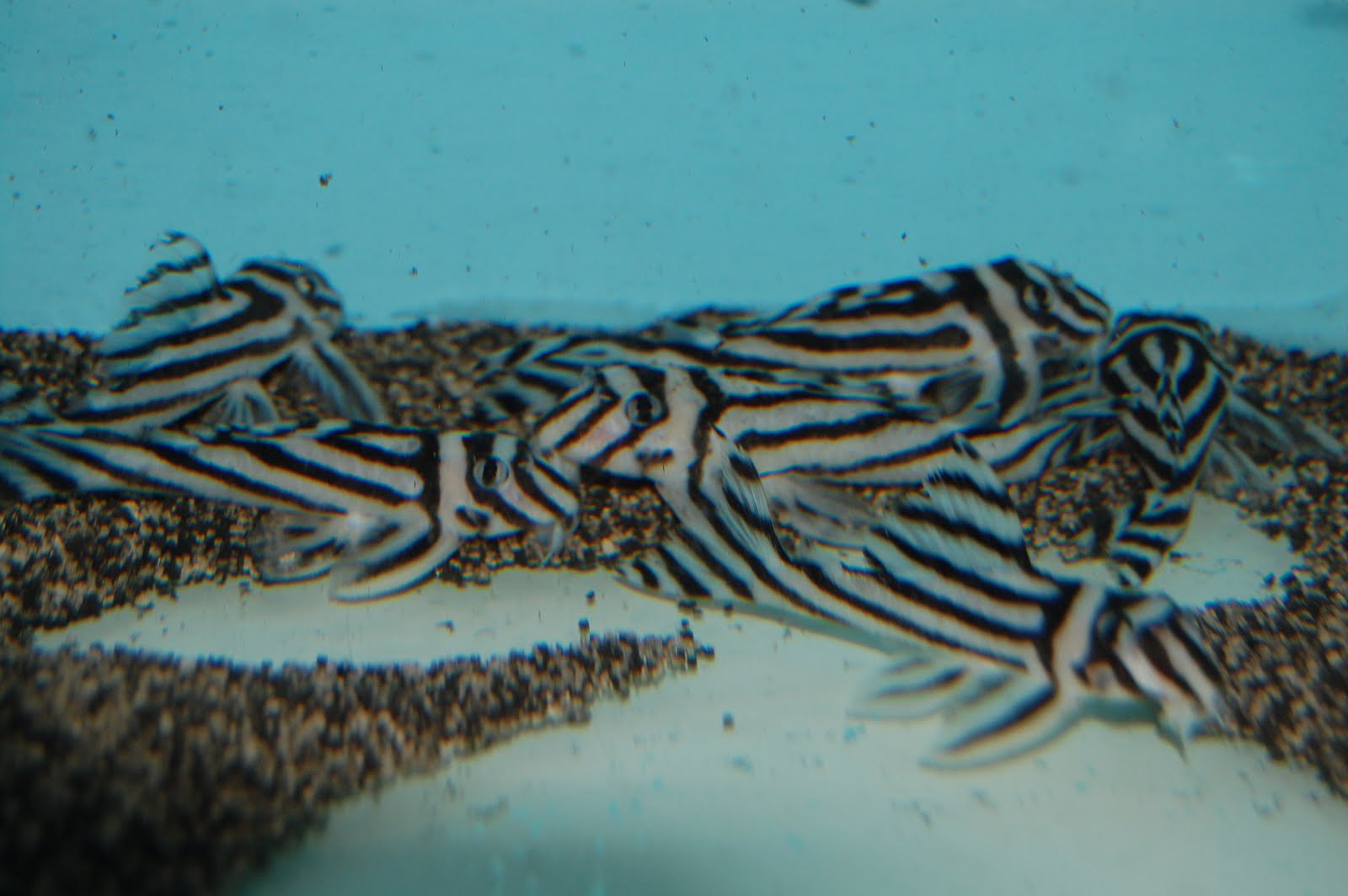 PIER AQUATICS NEW ARRIVALS L46 Zebra Pleco (Wild)