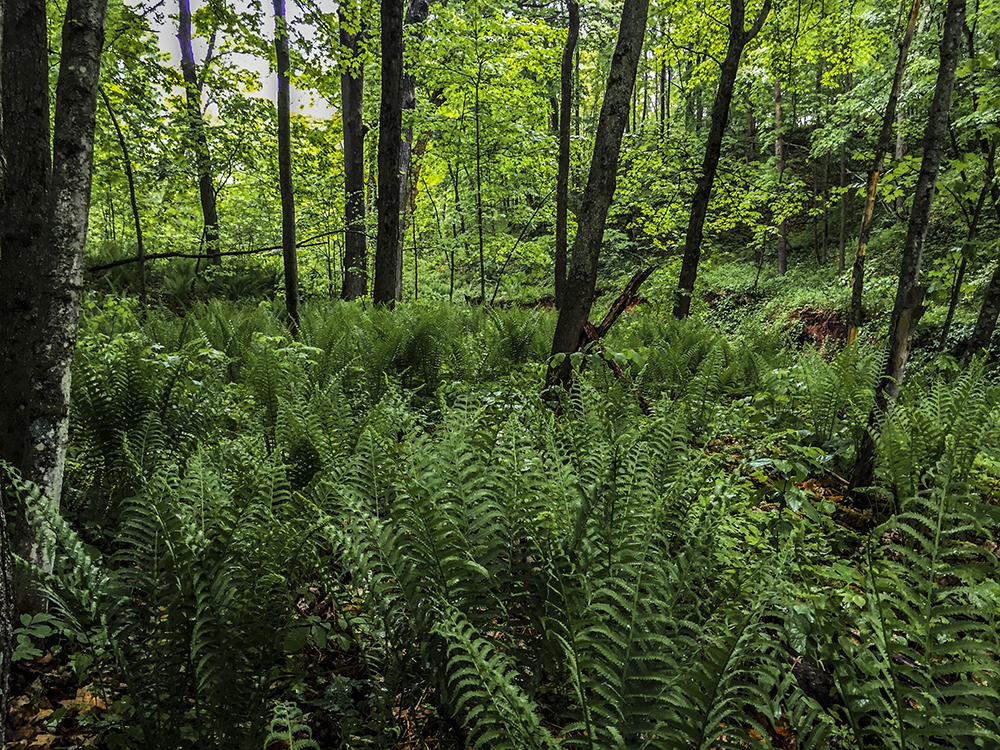 Griegol Gulch Baraboo WI