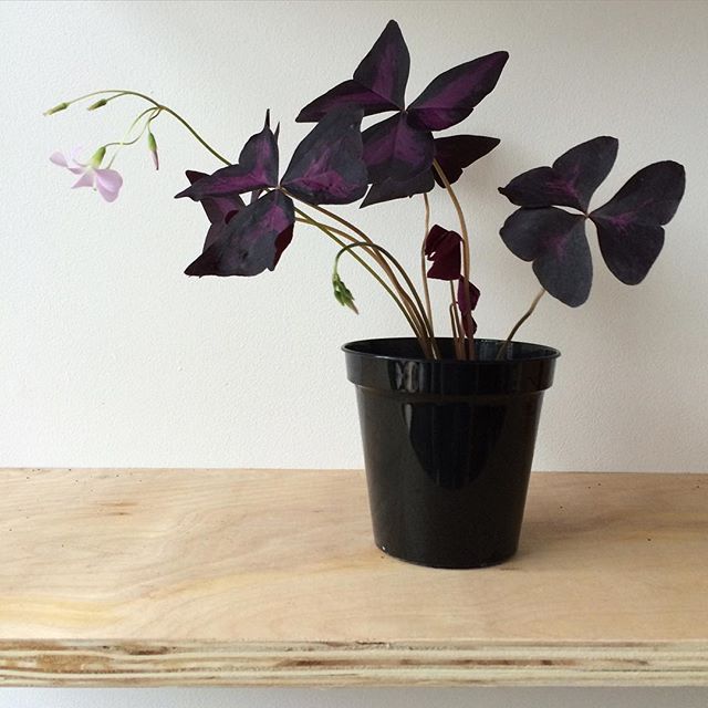 Oxalis Triangularis